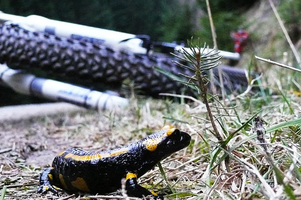 Feuersalamander