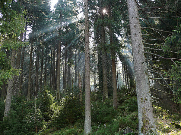 Sonnendurchfluteter Wald