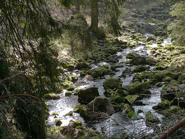 Downhill an der Oder