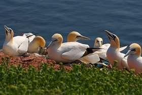 Zu den Basstlpeln auf Helgoland