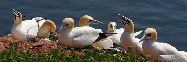 Basstlpel auf Helgoland