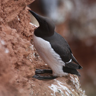 Trottellumme auf Helgoland