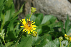 Natur pur im Wald von Vizzavona