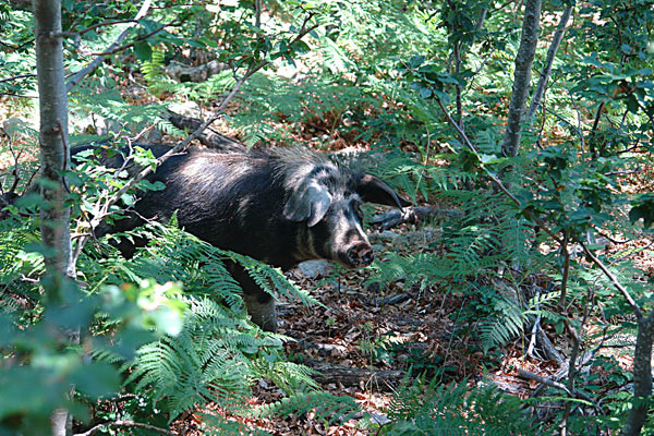 Achtung, hungriege Schweine!