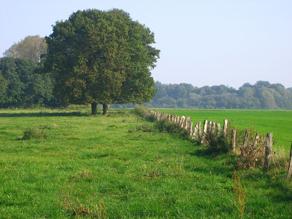 Emsauen bei Gimbte