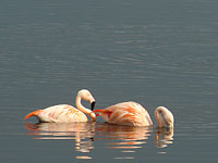 Flamingos im Zwillbrocker Venn