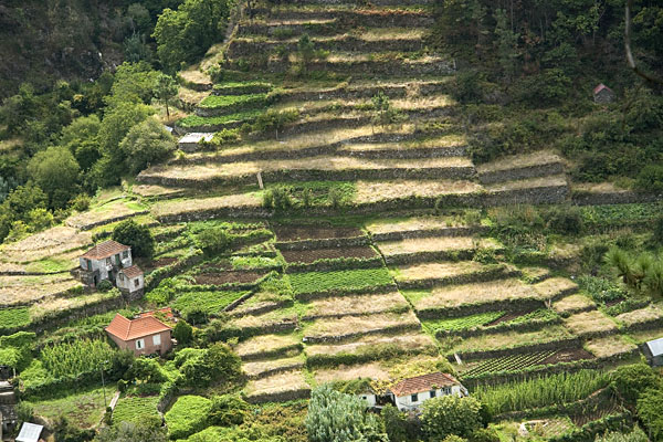 Landwirtschaft auf Madeira