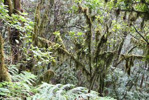 Urwald im Anagagebirge