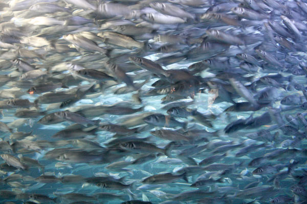 Aquarium im Loro Parque